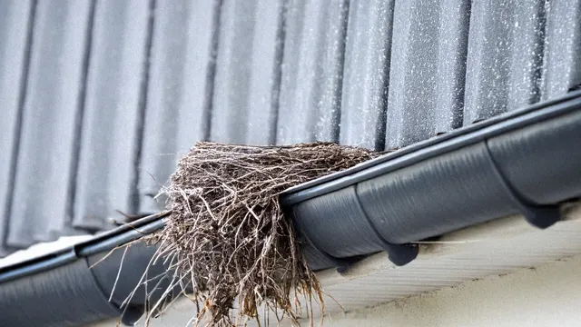Top 5 bestioles vivant dans vos gouttières